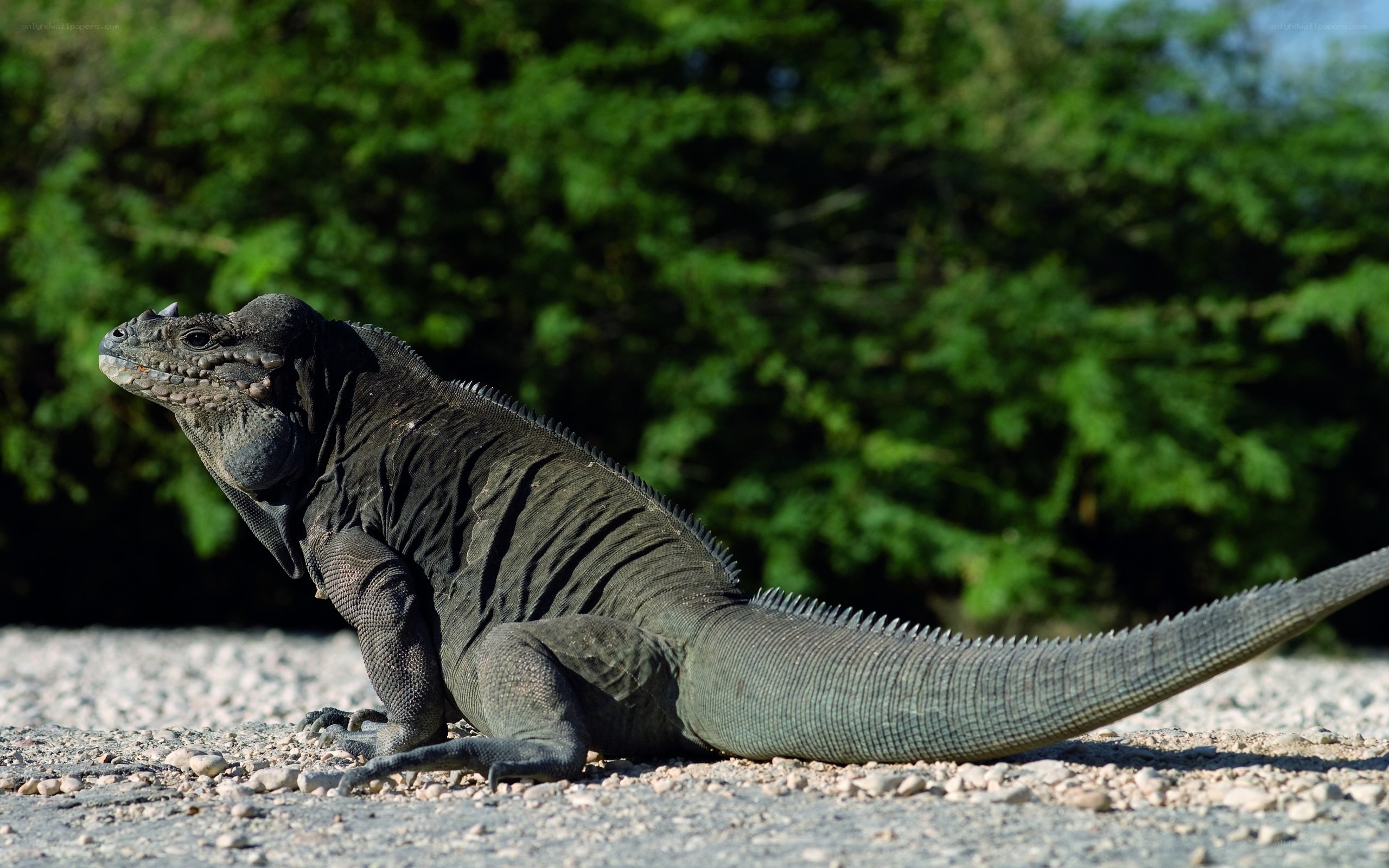 black iguana on gravel path