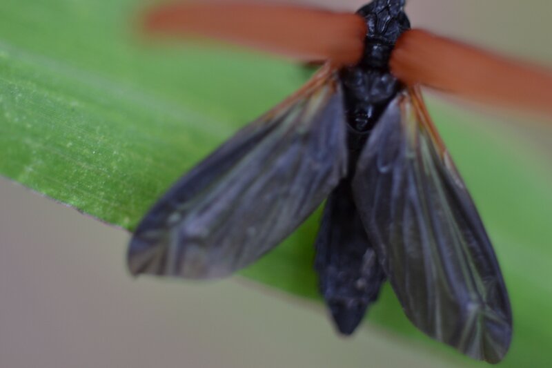 Black Insect on Green Leaf