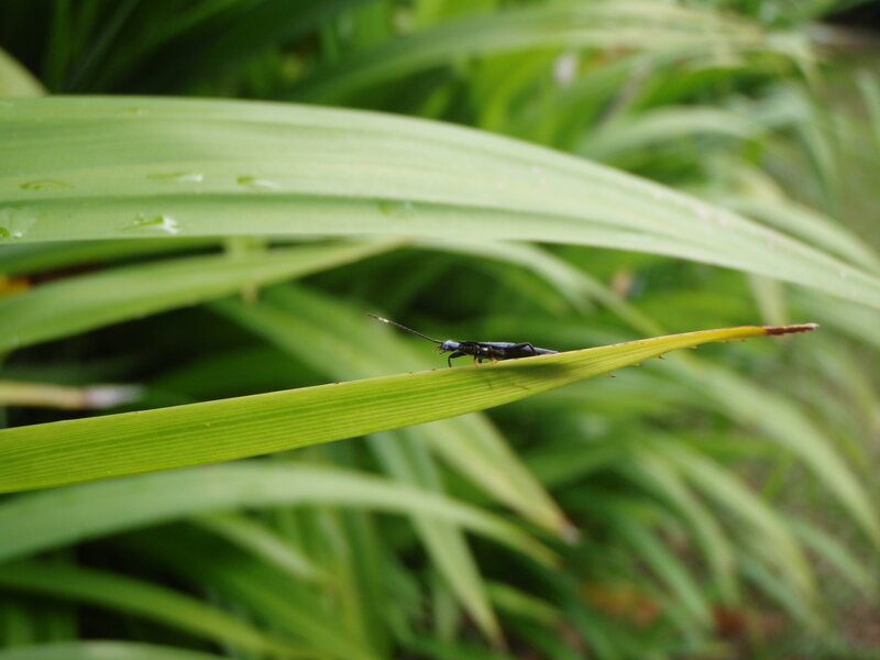 Black Insect on Leaf