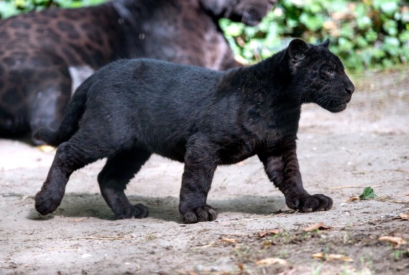 Black Jaguar Cub — Natural, Afternoon