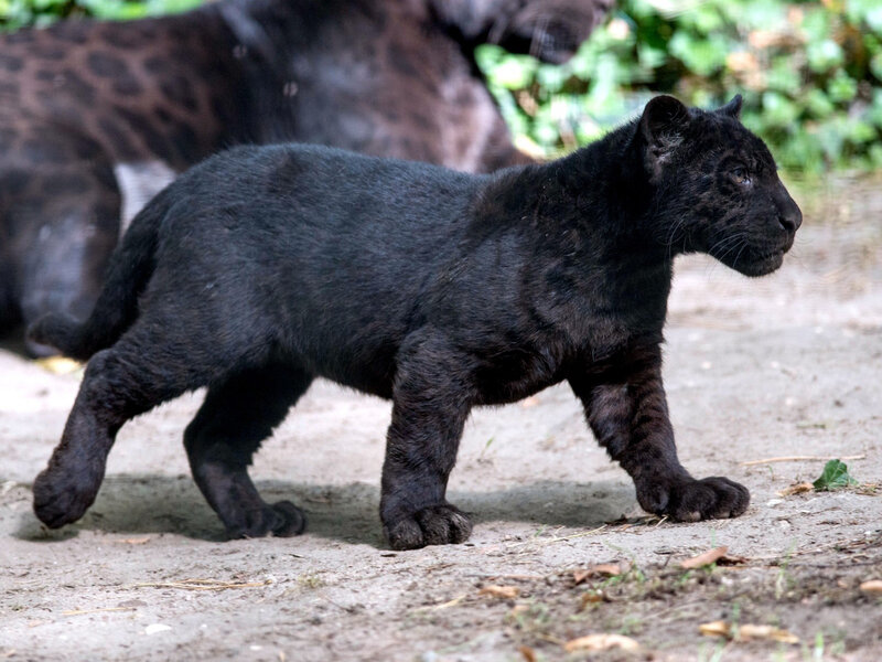 Black Jaguar Cub — Natural