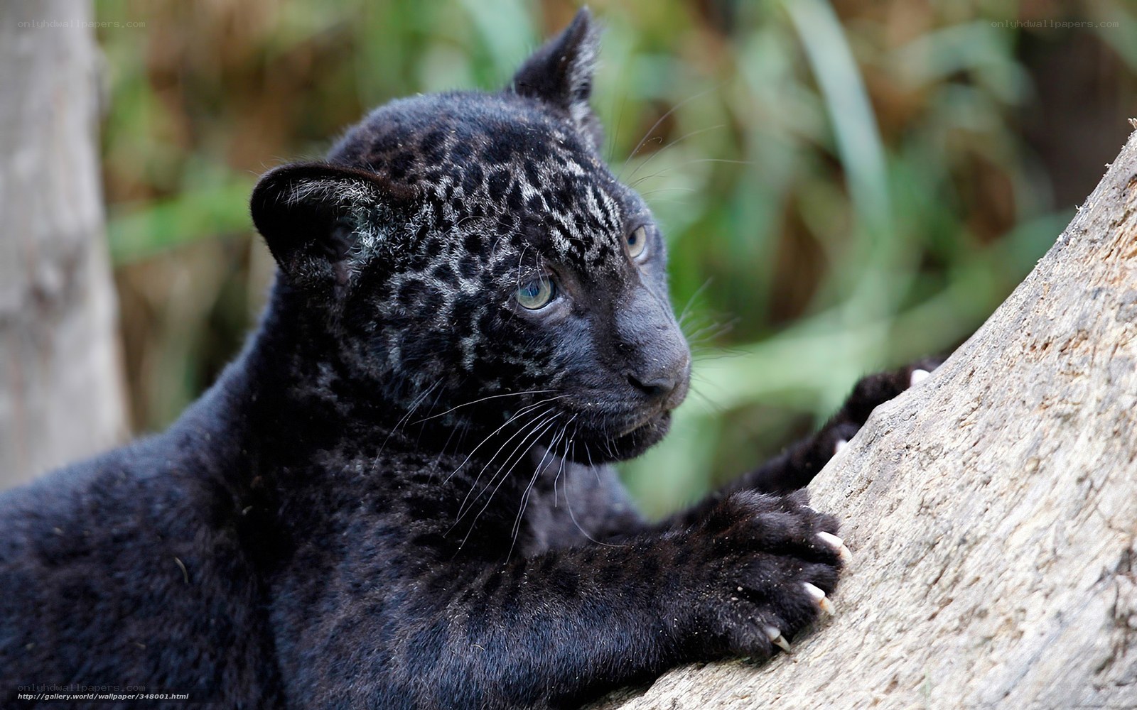 Black jaguar cub on tree