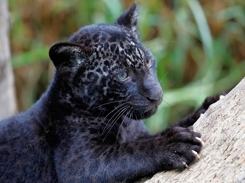 Black Jaguar Cub