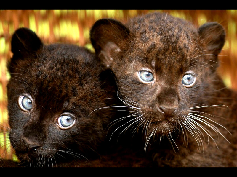 Black Jaguar Cubs — Brown