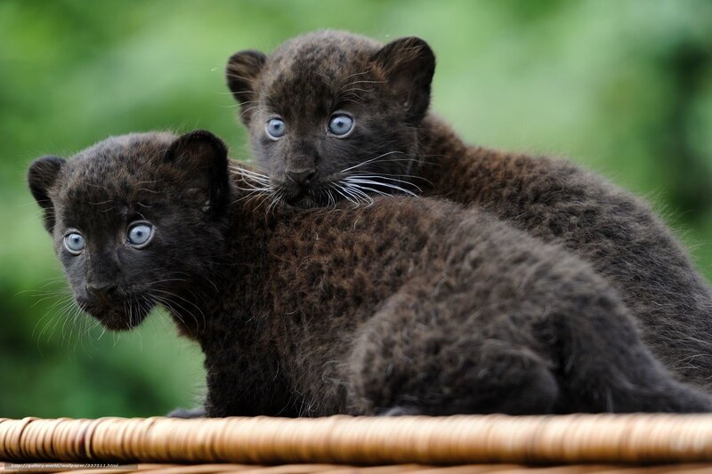 Black Jaguar Cubs — Curious, Photograph, Basket
