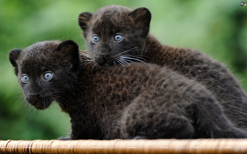 Black Jaguar Cubs — Curious, Photograph