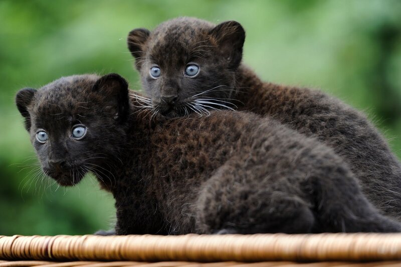 Black Jaguar Cubs