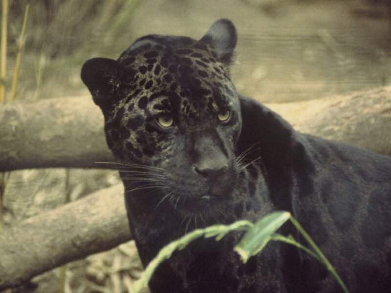 Black Jaguar in Forest — Alert