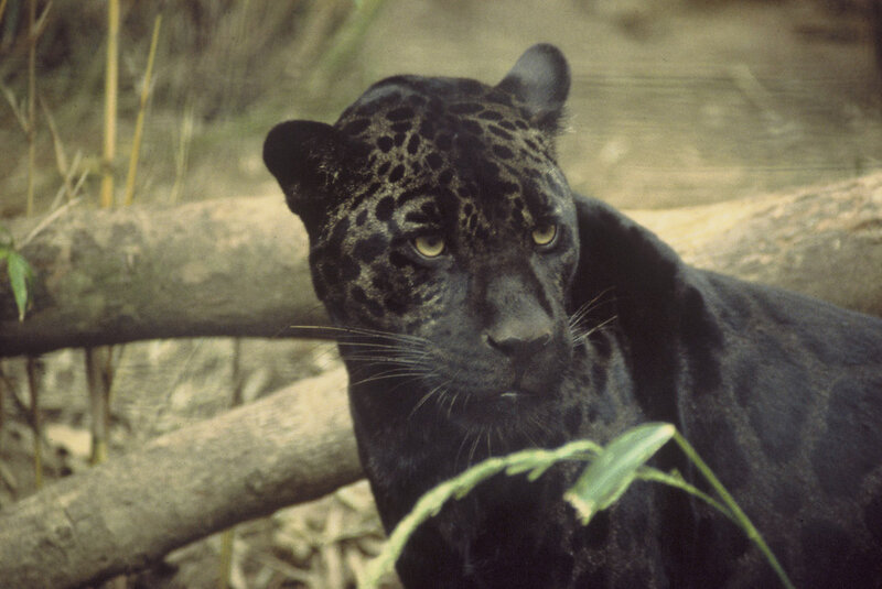 Black Jaguar in Forest
