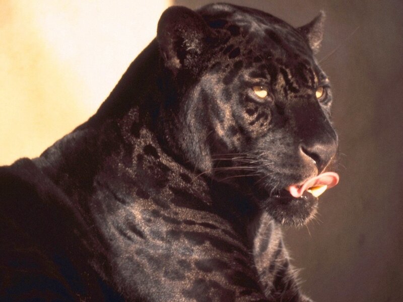 Black Jaguar Licking Lips