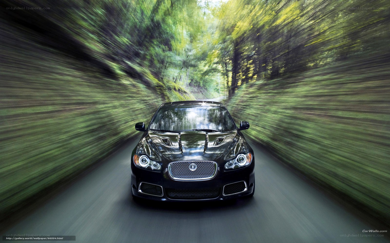 Black Jaguar speeding on forest road