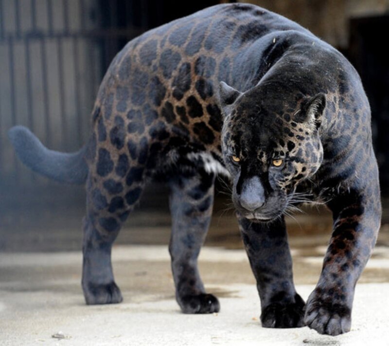 Black Jaguar Walking