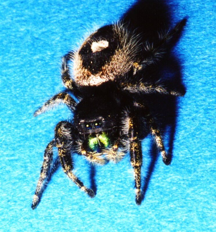 Black Jumping Spider — Blue