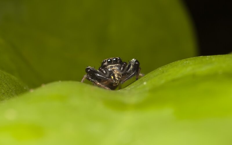 Black Jumping Spider — Green
