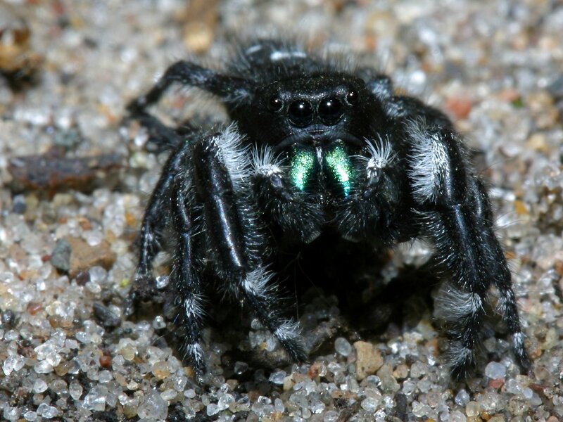 black jumping spider
