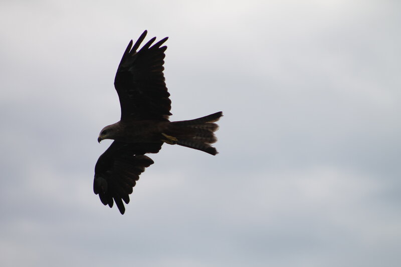 Black Kite in Flight