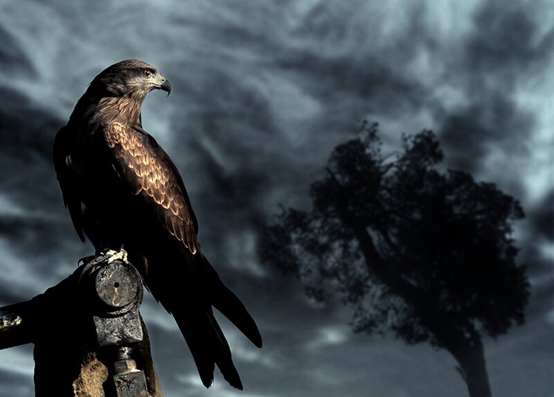 Black Kite Perched — Gray