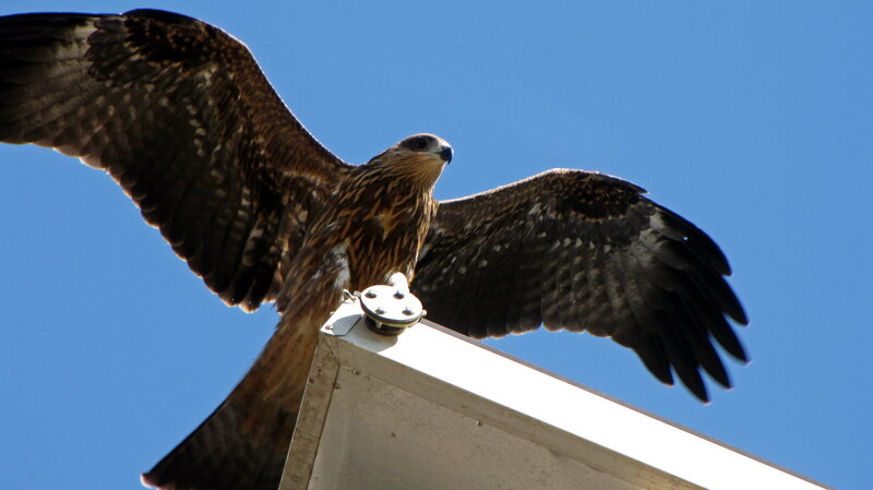 Black Kite Perched