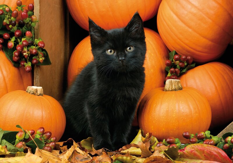 Black Kitten Among Pumpkins