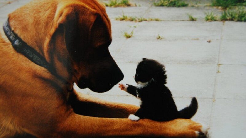 Black Kitten and Dog — Brown, Calm