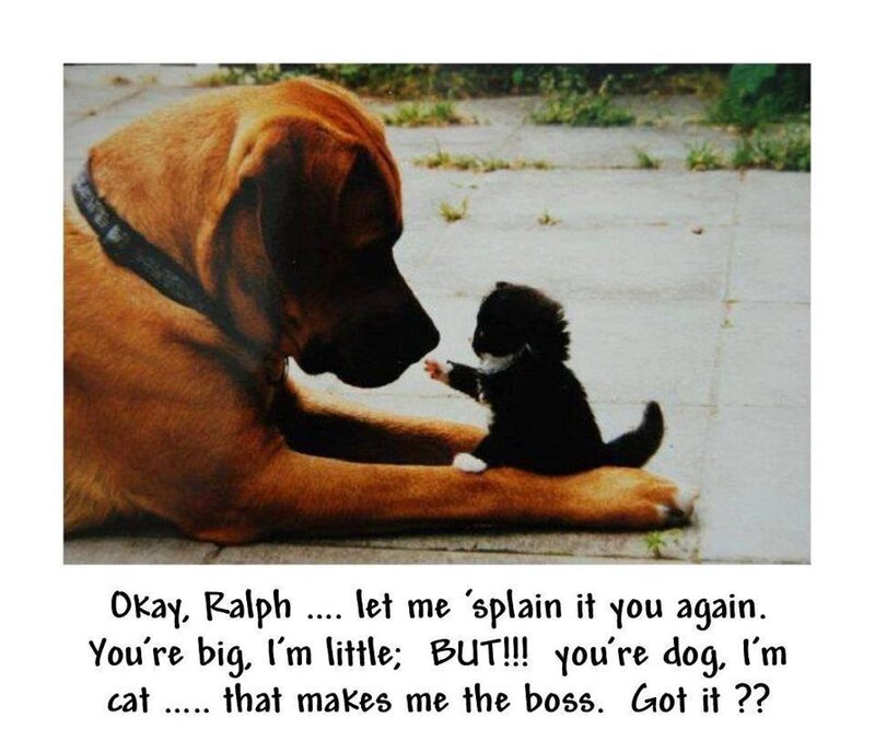 Black Kitten and Dog — Brown