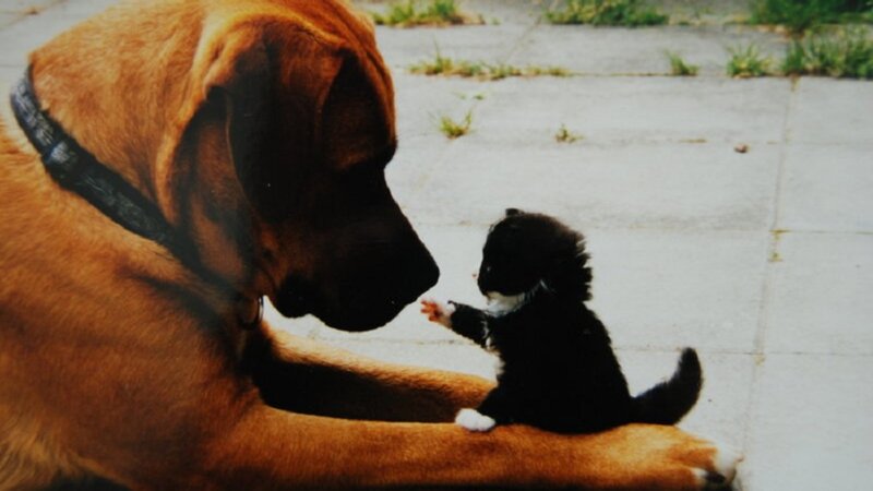 Black Kitten and Dog