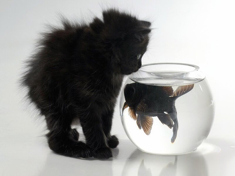 Black Kitten and Goldfish — Calm