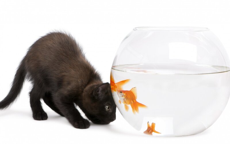 Black Kitten and Goldfish