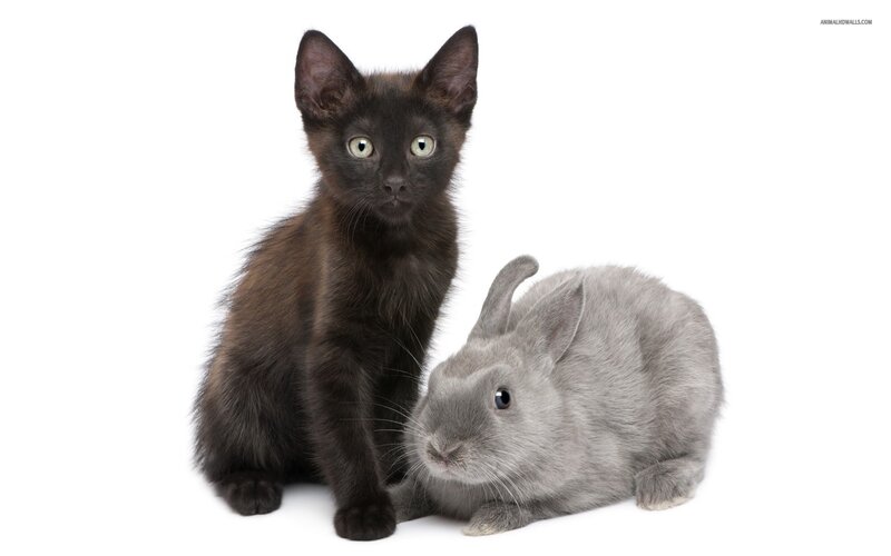 Black Kitten and Gray Rabbit — Calm
