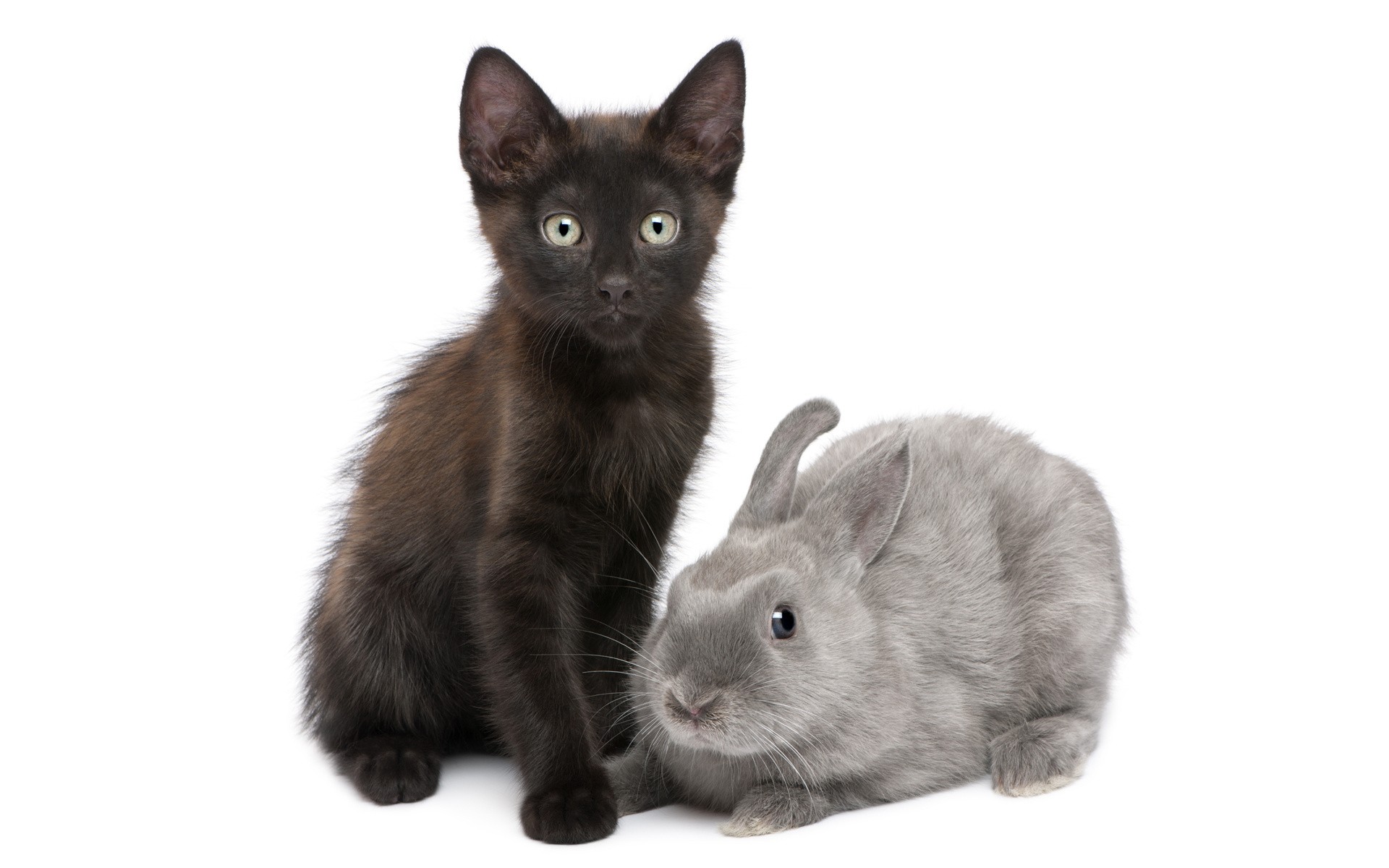 black kitten and gray rabbit