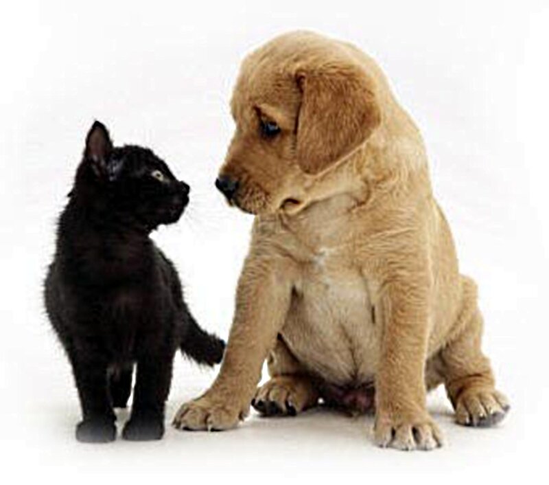 Black Kitten and Puppy