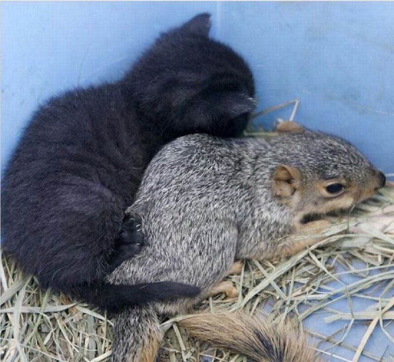 Black Kitten and Squirrel