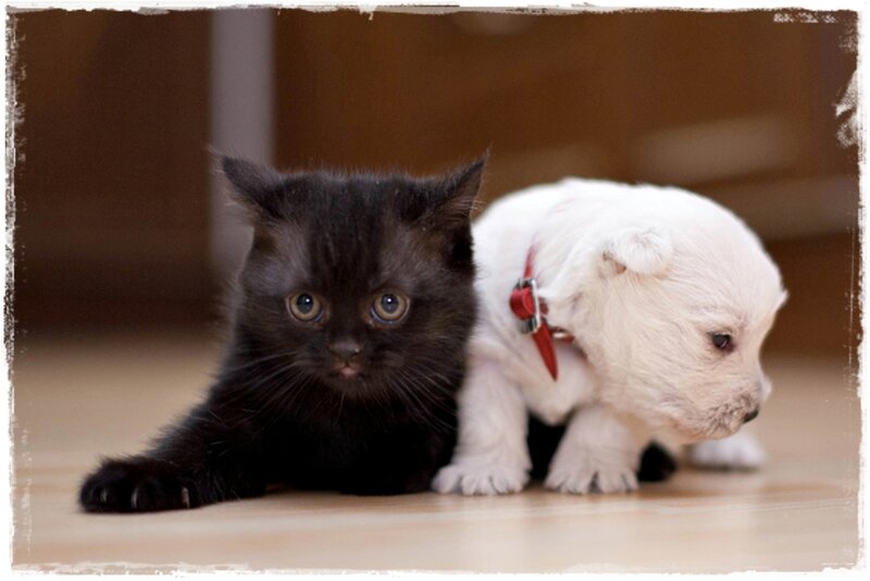 Black Kitten and White Puppy