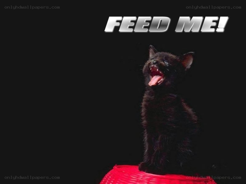 black kitten asking to be fed