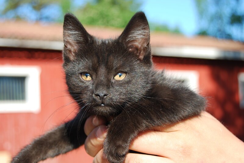 black kitten being held