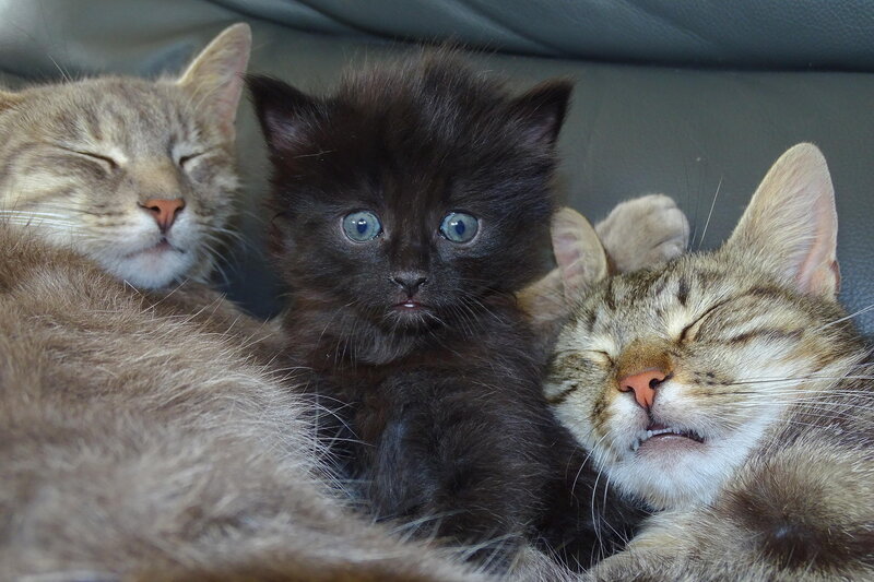 Black Kitten Between Two Cats