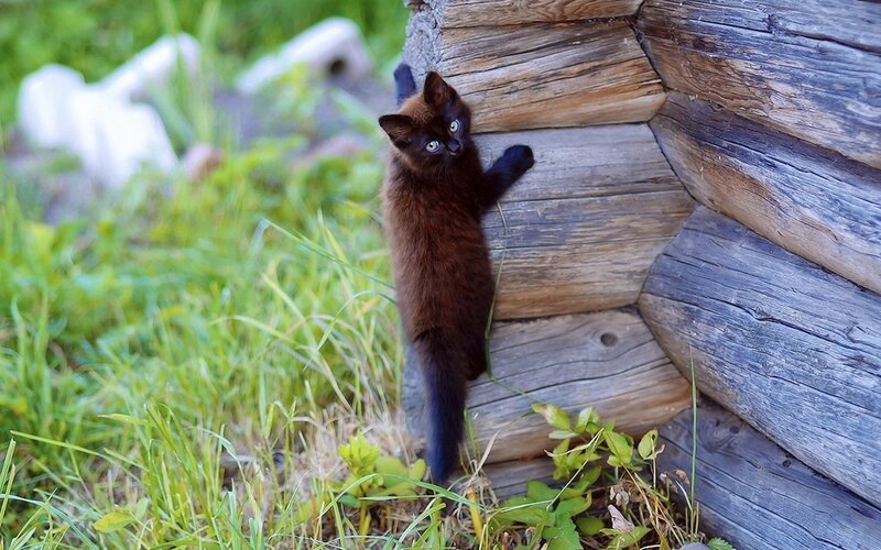 Black Kitten Climbing