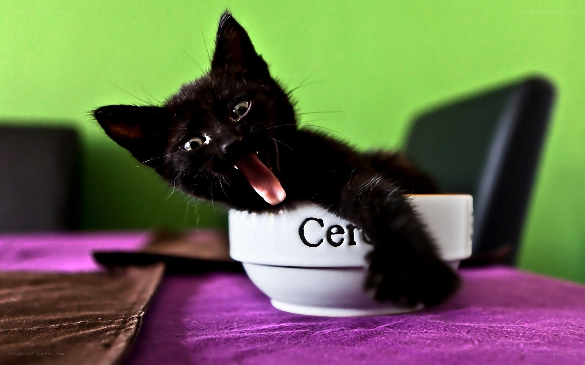Black kitten in a bowl