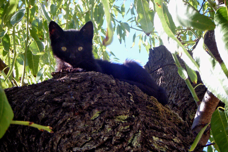 Black kitten in a tree
