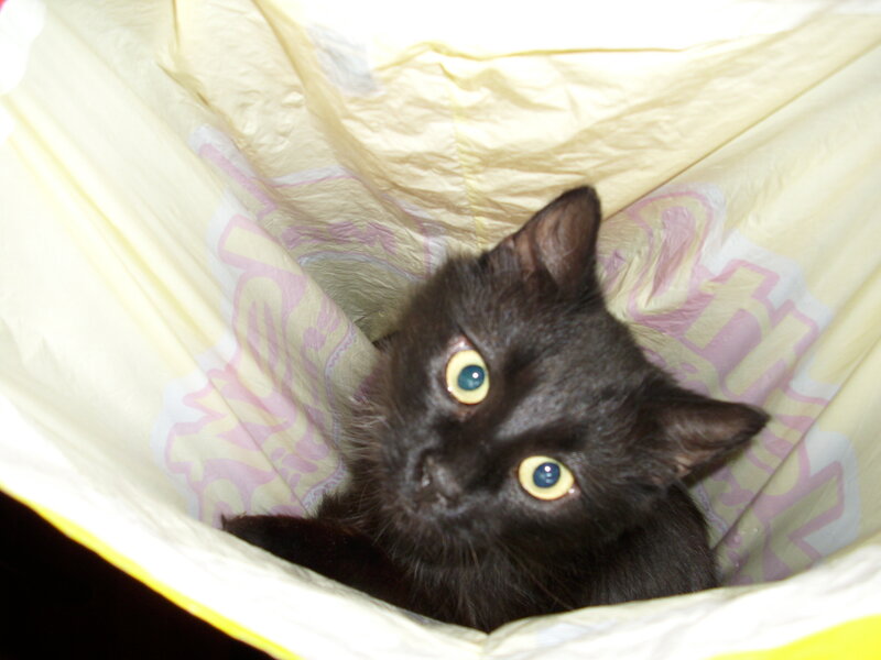 Black Kitten in Bag
