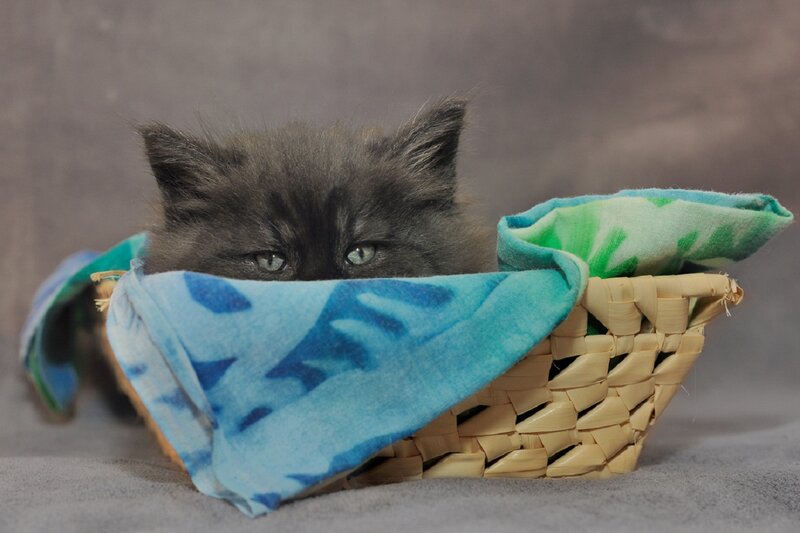 Black Kitten in Basket — Blue
