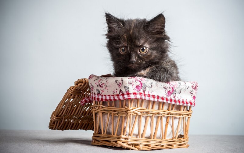 Black Kitten in Basket — Brown, Calm