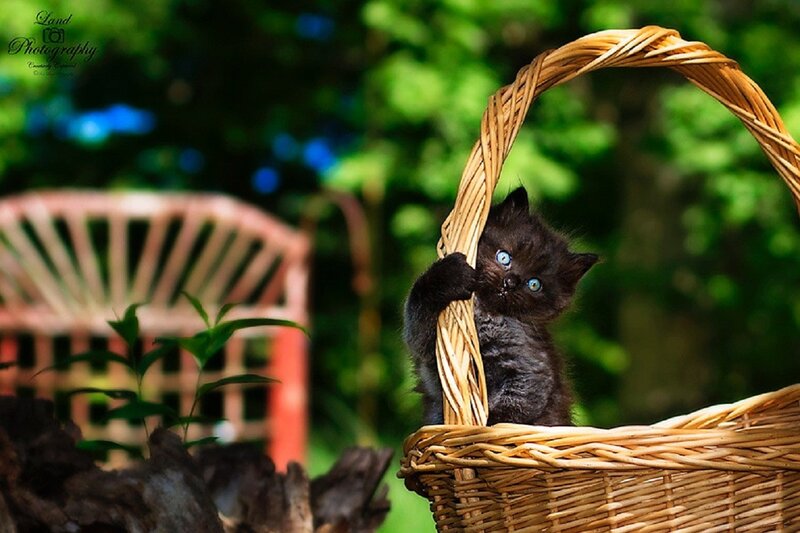 Black Kitten in Basket — Brown