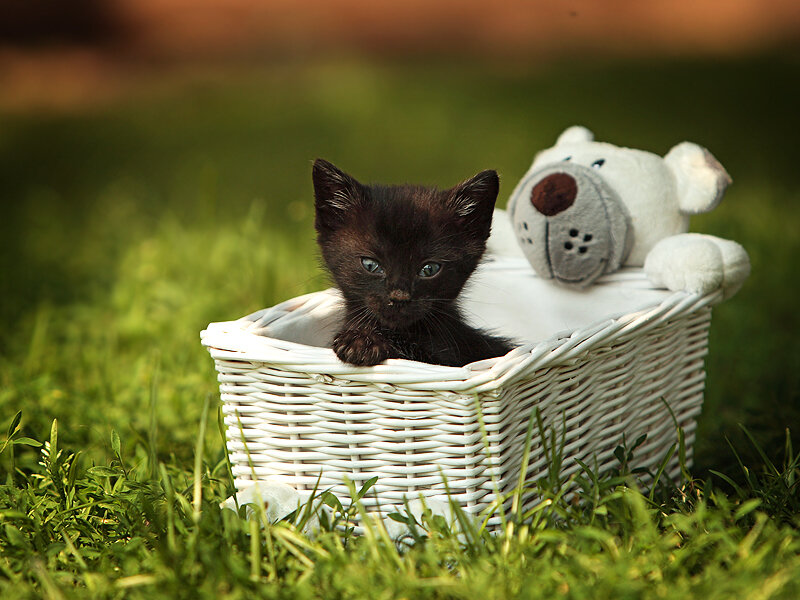 Black Kitten in Basket