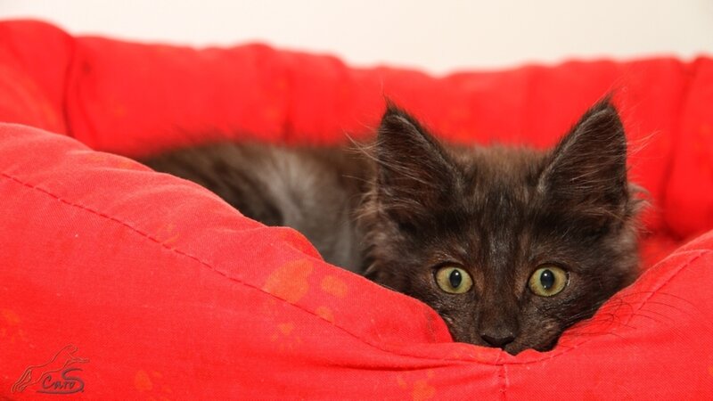 Black Kitten in Bed