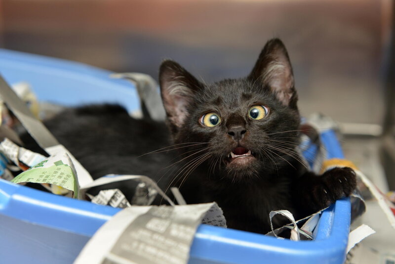Black Kitten in Bin