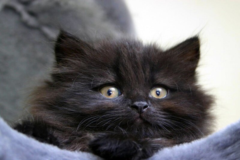 Black Kitten in Blanket