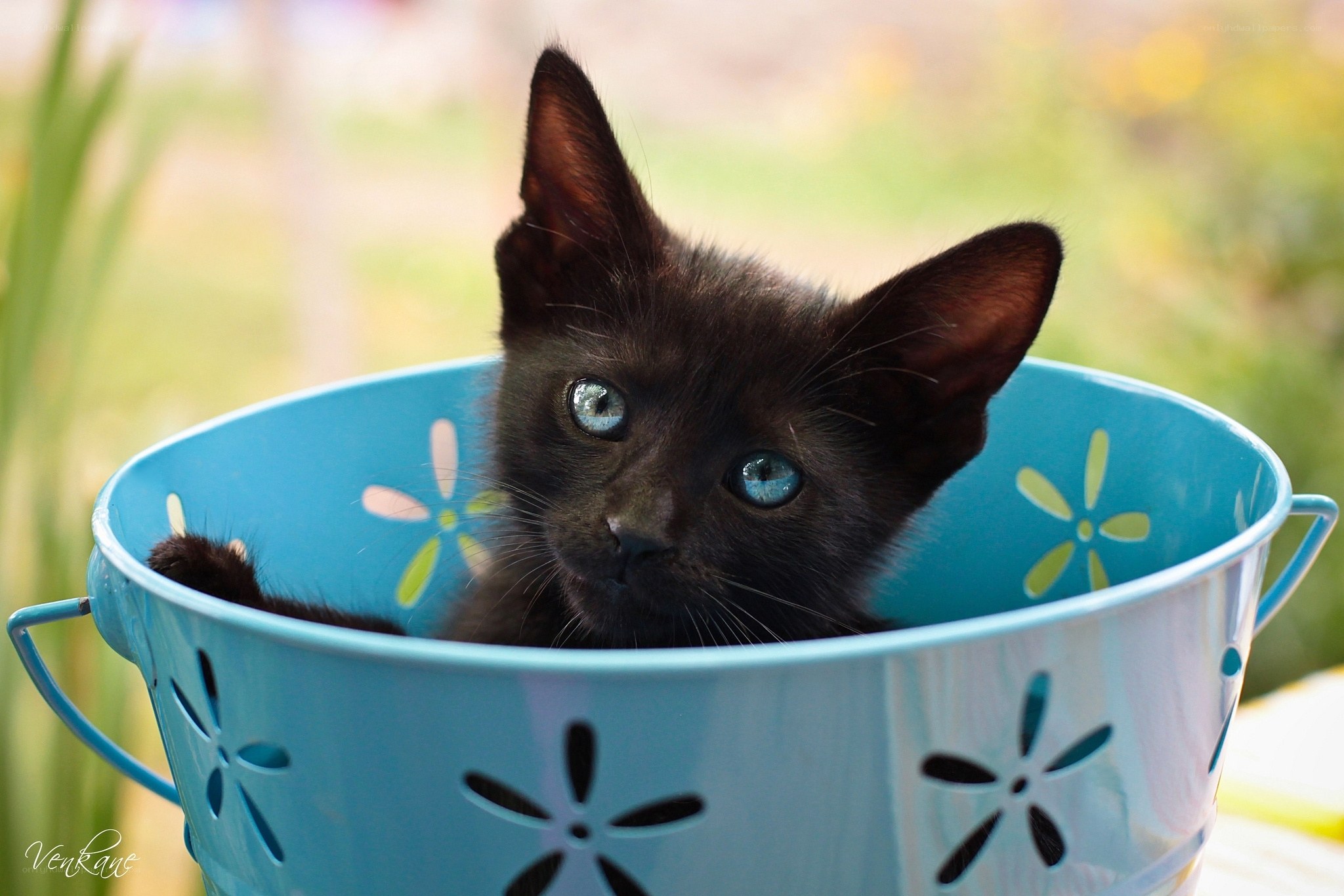 Black kitten in blue bucket