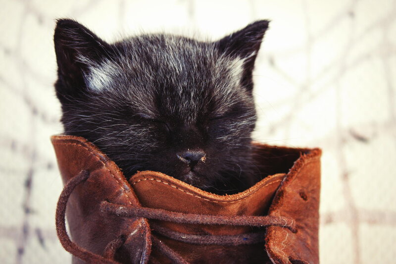 Black Kitten in Boot