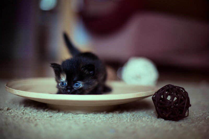 Black Kitten in Bowl — Calm